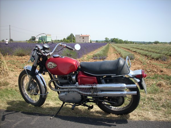 Harvesting the Lavender